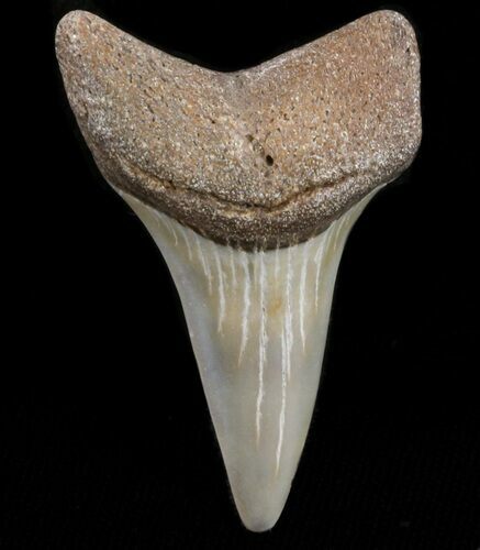 Fossil Mako Shark Tooth - Virginia #37655